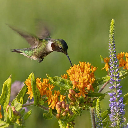 Butterfly Weed