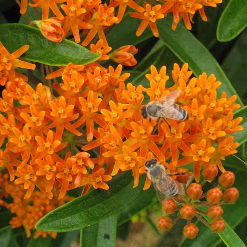 Butterfly Weed Seeds