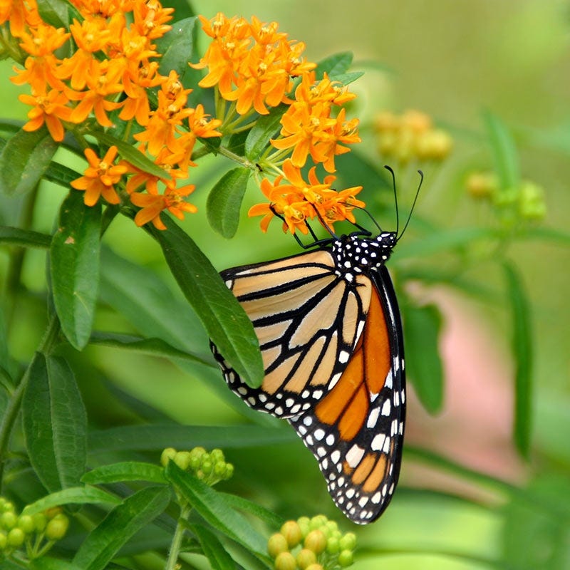butterfly plant seeds for sale Butterfly Weed Seeds | Orange