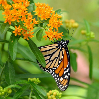 Butterfly Weed Seeds