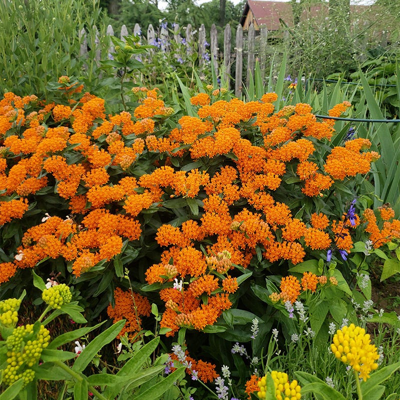 Butterfly Weed | Orange | Plant