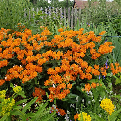 Butterfly Weed