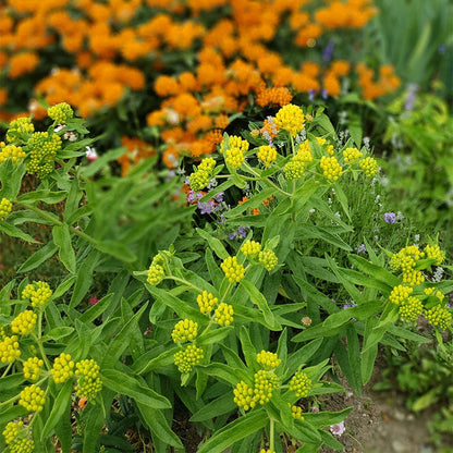 Hello Yellow Butterfly Weed