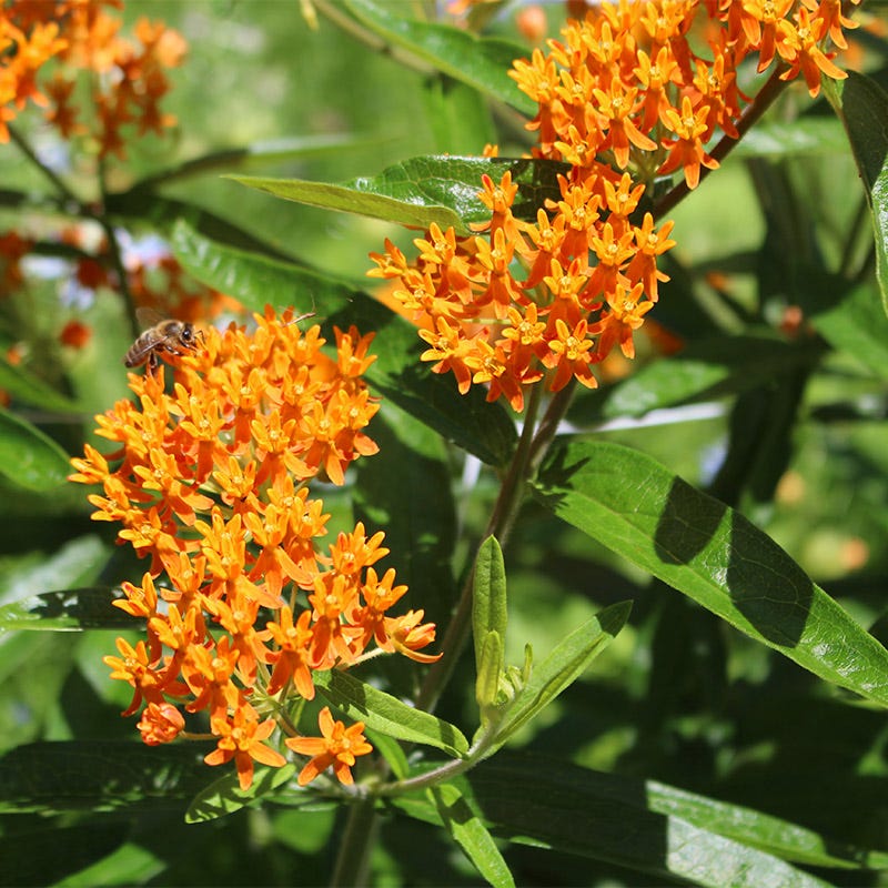 planting butterfly flower seeds Butterfly Weed Seeds