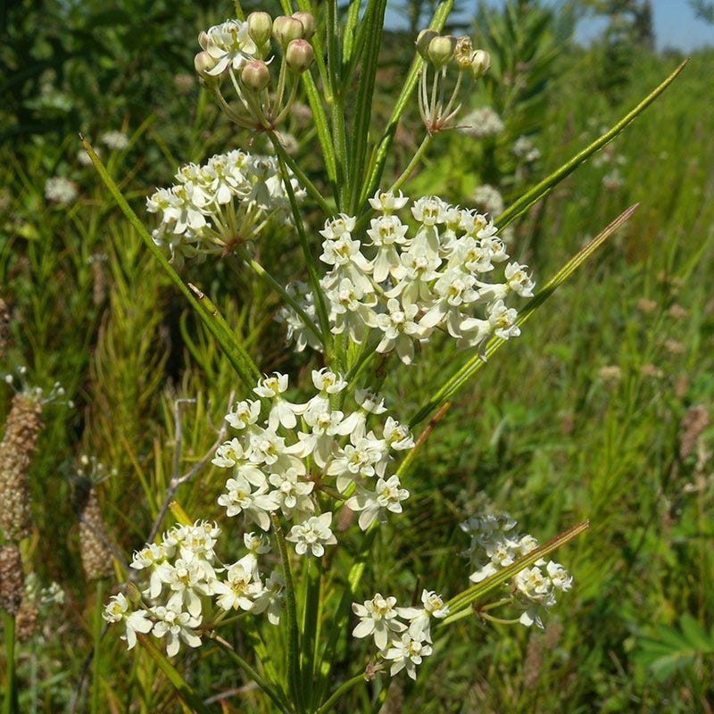 Whorled Milkweed