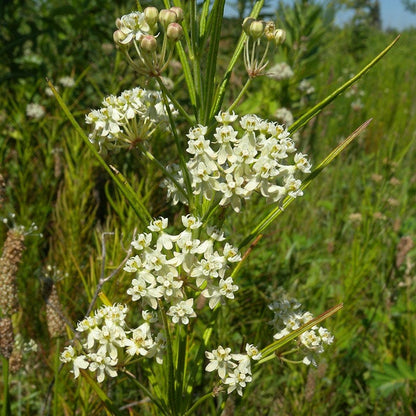 Whorled Milkweed