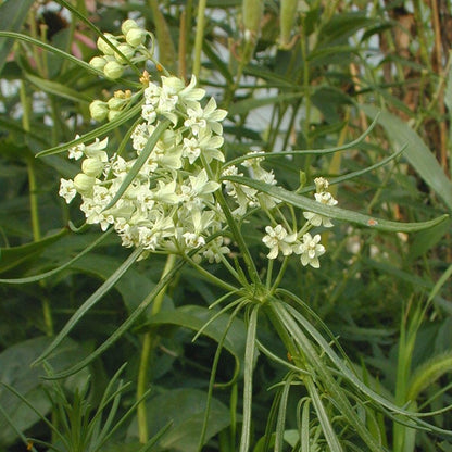 Whorled Milkweed