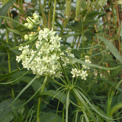 Whorled Milkweed Seeds