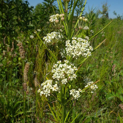 Whorled Milkweed Seeds