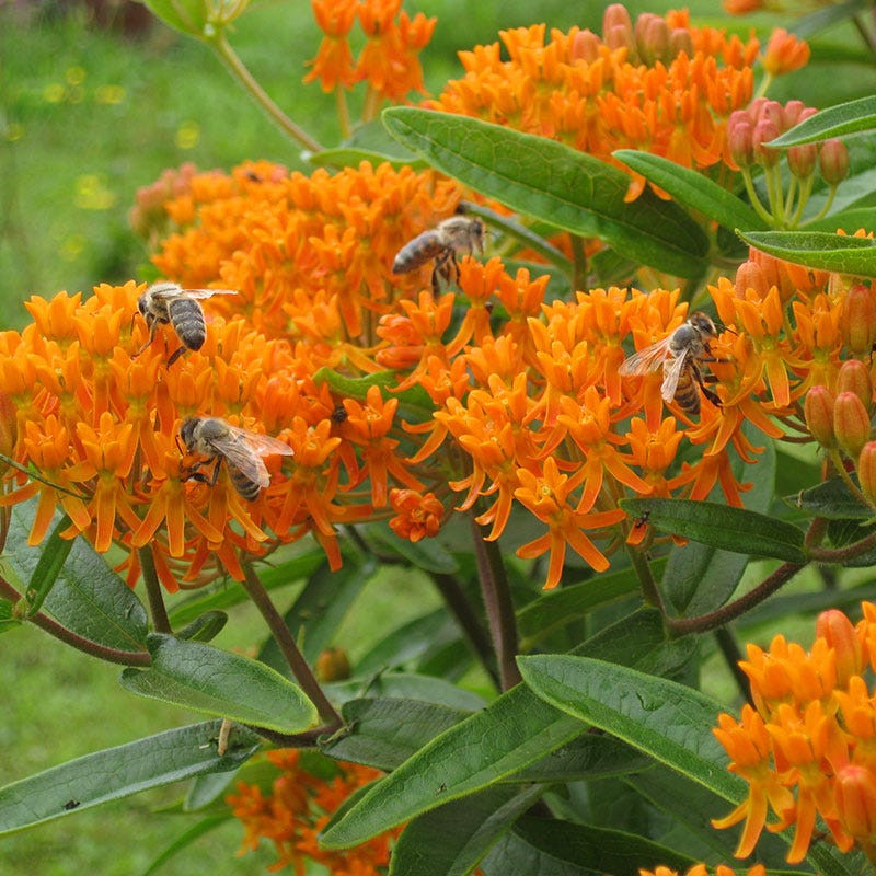 butterfly flower house plant Butterfly Weed | Orange | Plant