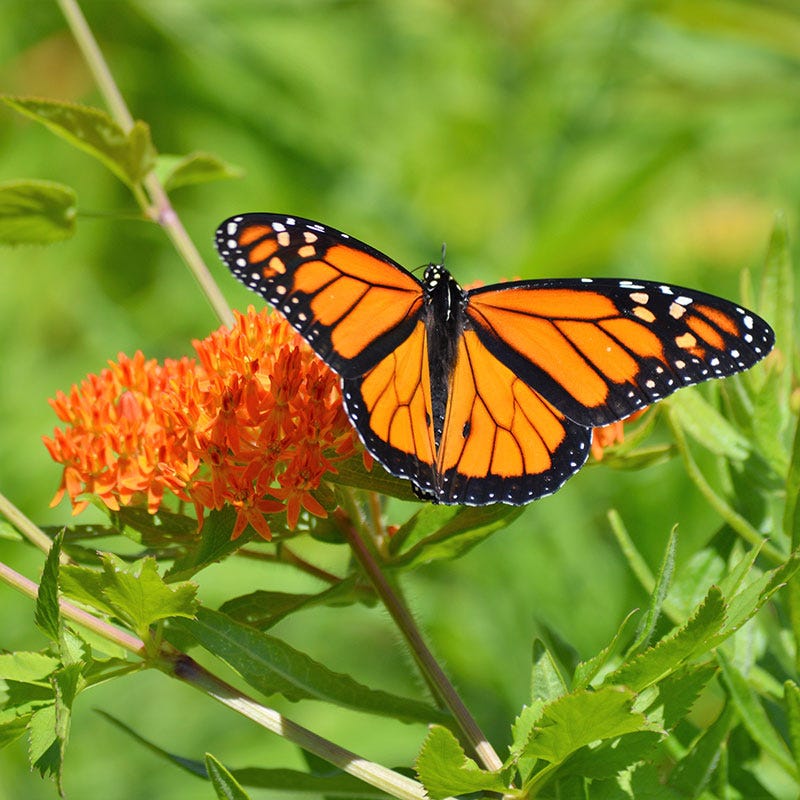 Milkweed Collection