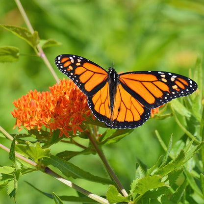 Milkweed Collection