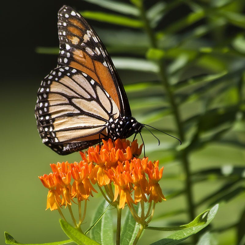 Butterfly Weed|Orange Butterfly Weed, Asclepias tuberosa