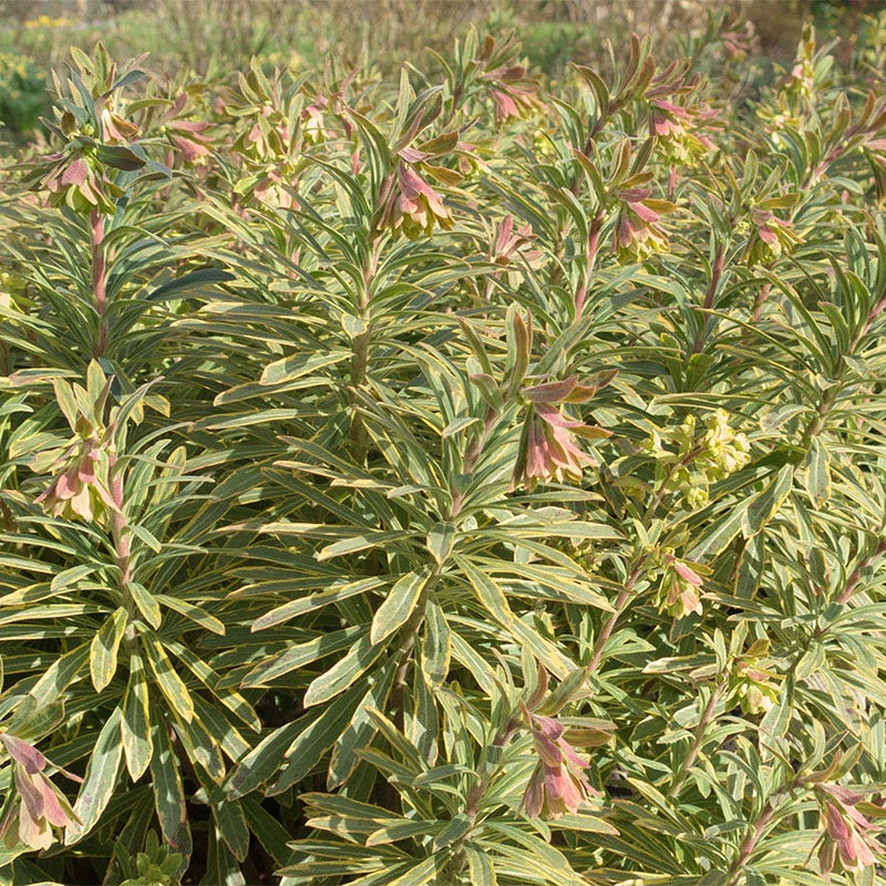 Ascot Rainbow Euphorbia