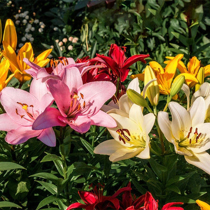 red and white asiatic lily Asiatic Lily Mix, Lilium