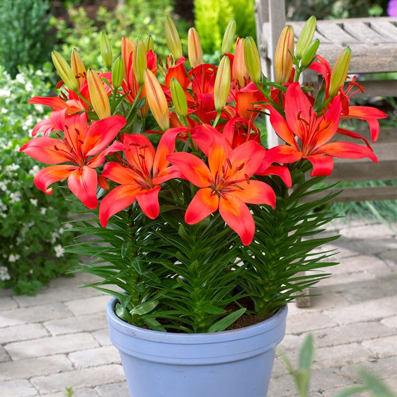 Matrix Dwarf Asiatic Lily Bulbs, Lilium