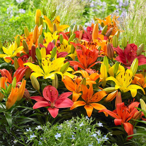 Asiatic Lily Bulbs Mix, Lilium