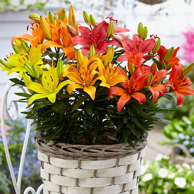 potted asiatic lily Asiatic Lily Mix