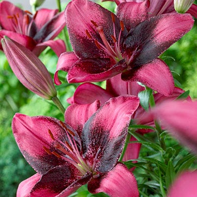 asiatic lily burgundy Purple Eye Asiatic Lily Bulbs, Lilium