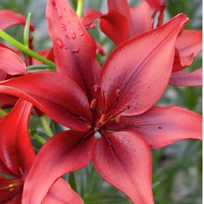 black out asiatic lily Black Out Asiatic Lily Bulbs, Lilium
