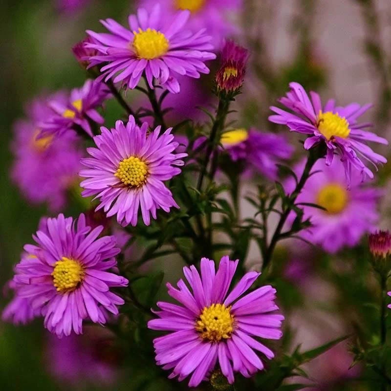 Autumn Color Booster Plant Collection