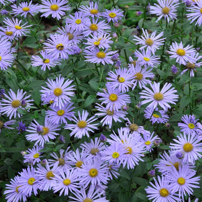 Whimsical Pre-Planned Garden