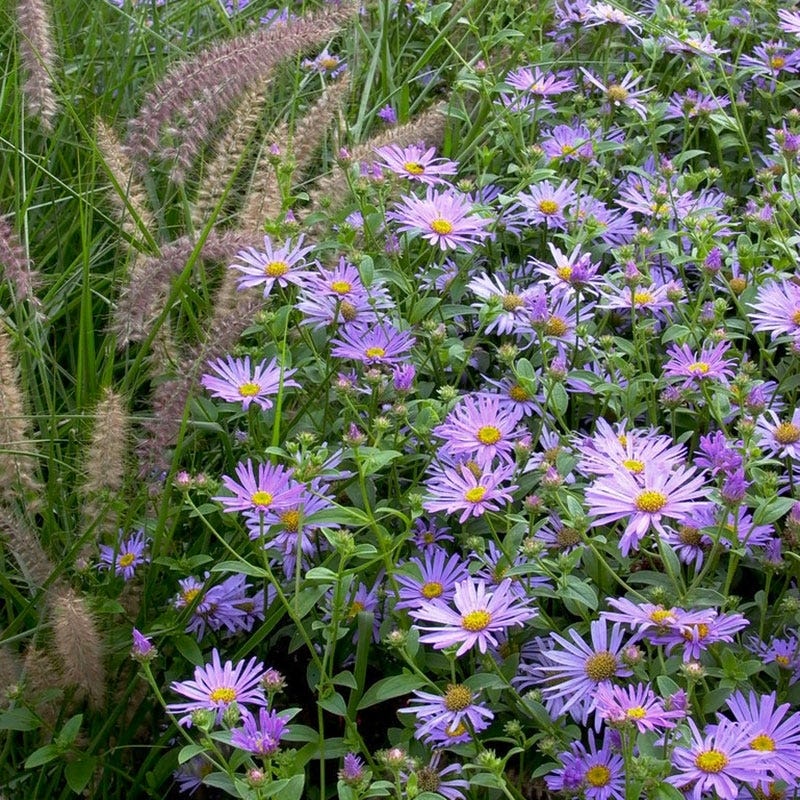 Monch Frikart's Aster