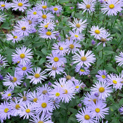 Monch Frikart's Aster