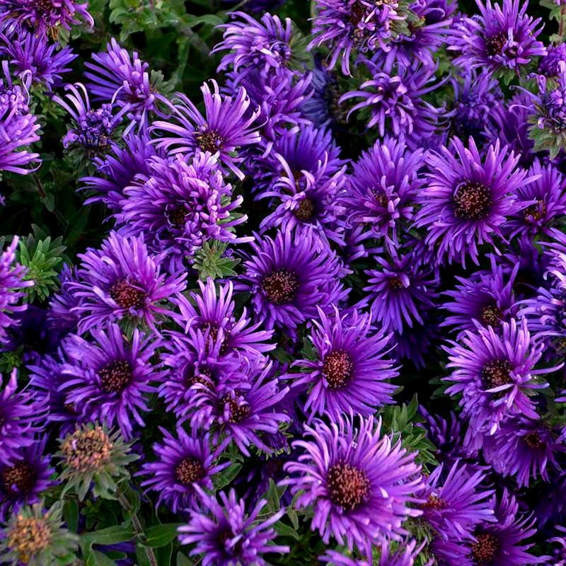 Grape Crush New England Aster