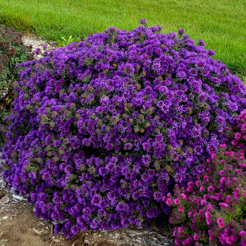 Grape Crush New England Aster