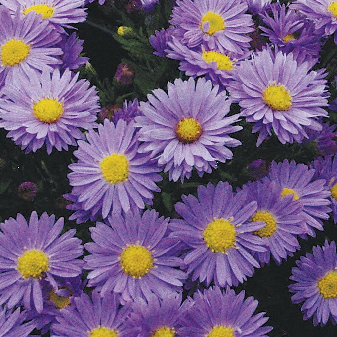 Aster Kickin Lavender