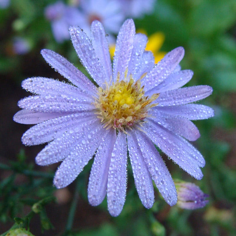 Bluebird Aster, Aster laevis | American Meadows
