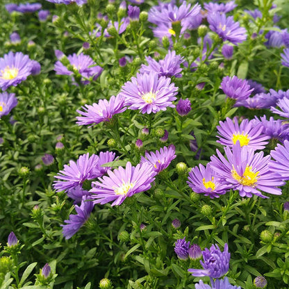 KICKIN® Lilac Blue Aster