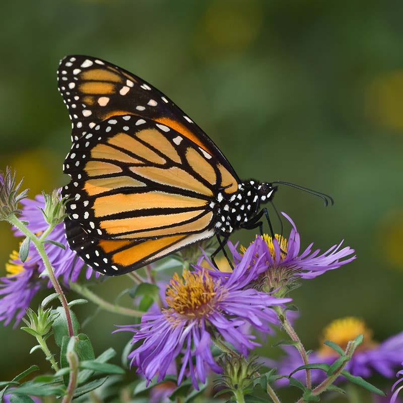Ecoregion Native Plant Collection - Mixed Wood Plains