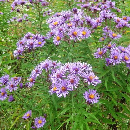 New England Aster Seeds
