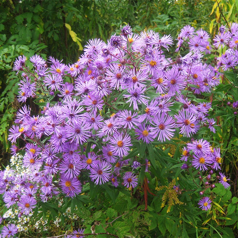 plant aster seeds New England Aster Seeds, Symphyotrichum