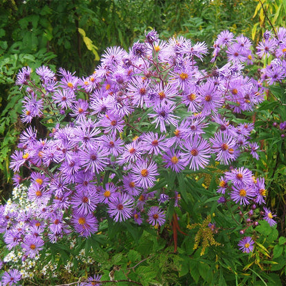 New England Aster Seeds