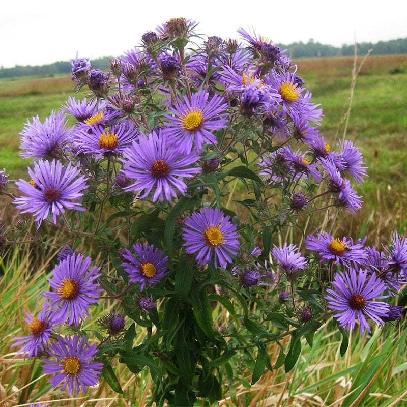 New England Aster Seeds