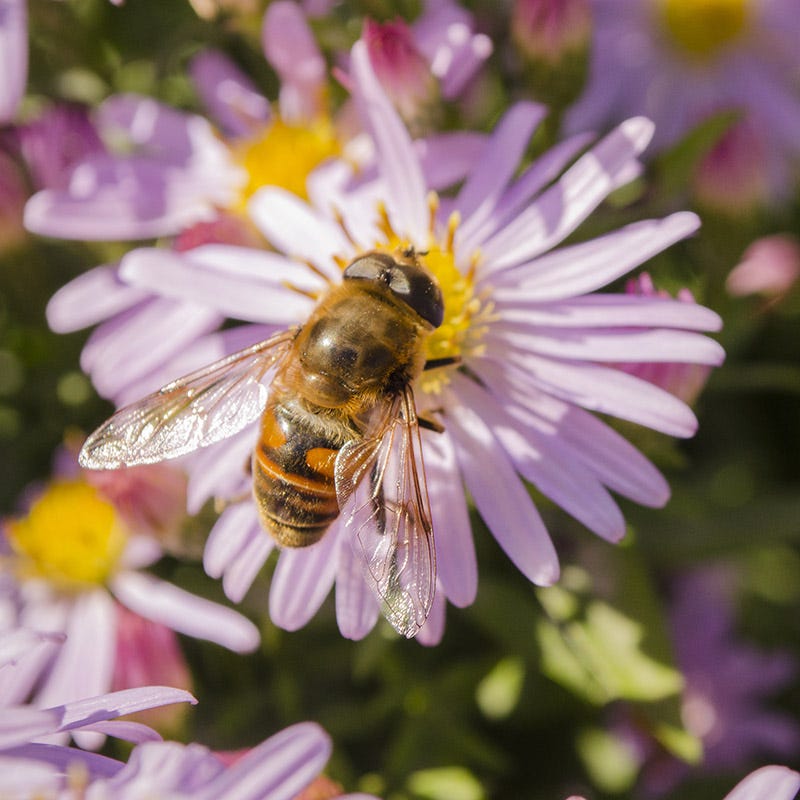 KICKIN® Pink Chiffon Aster