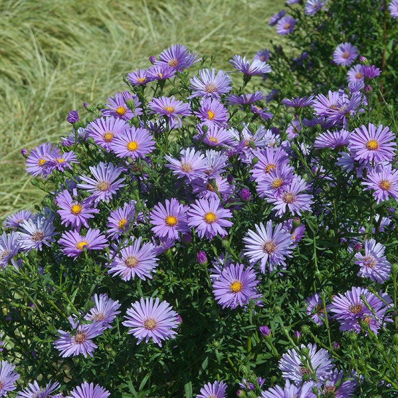 American Meadows Wood's Purple Aster - Thumbnail 2