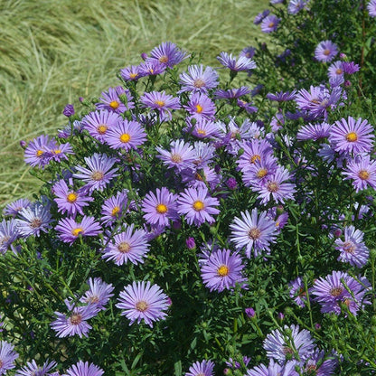 Purple Aster