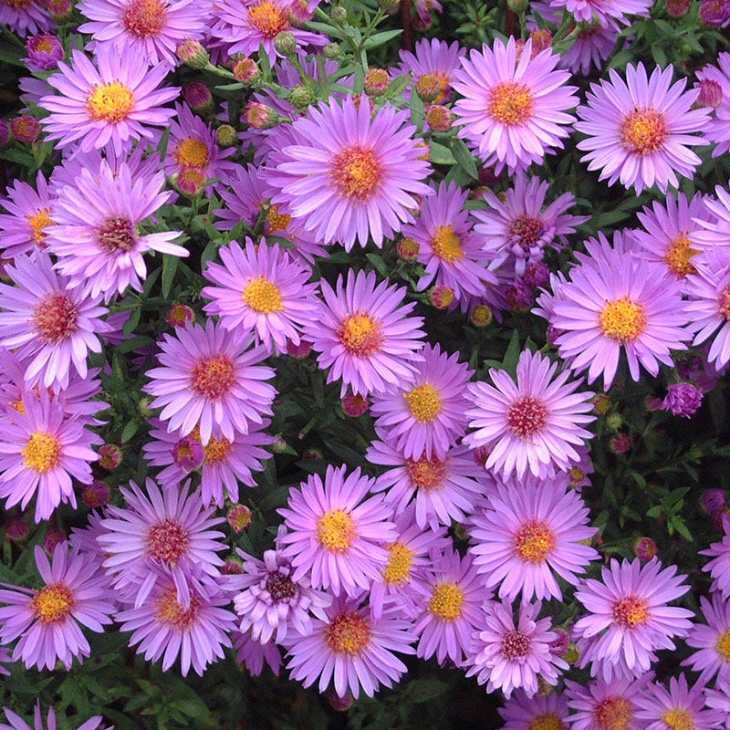 American Meadows Wood's Purple Aster