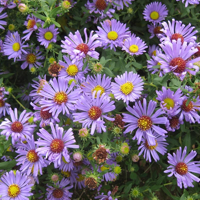 Natural Nectar Native Pre-Planned Garden