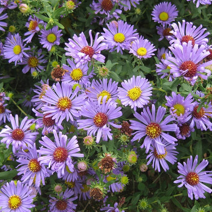 Natural Nectar Native Pre-Planned Garden