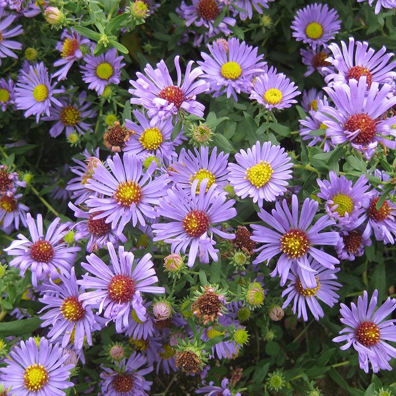 Aromatic Aster
