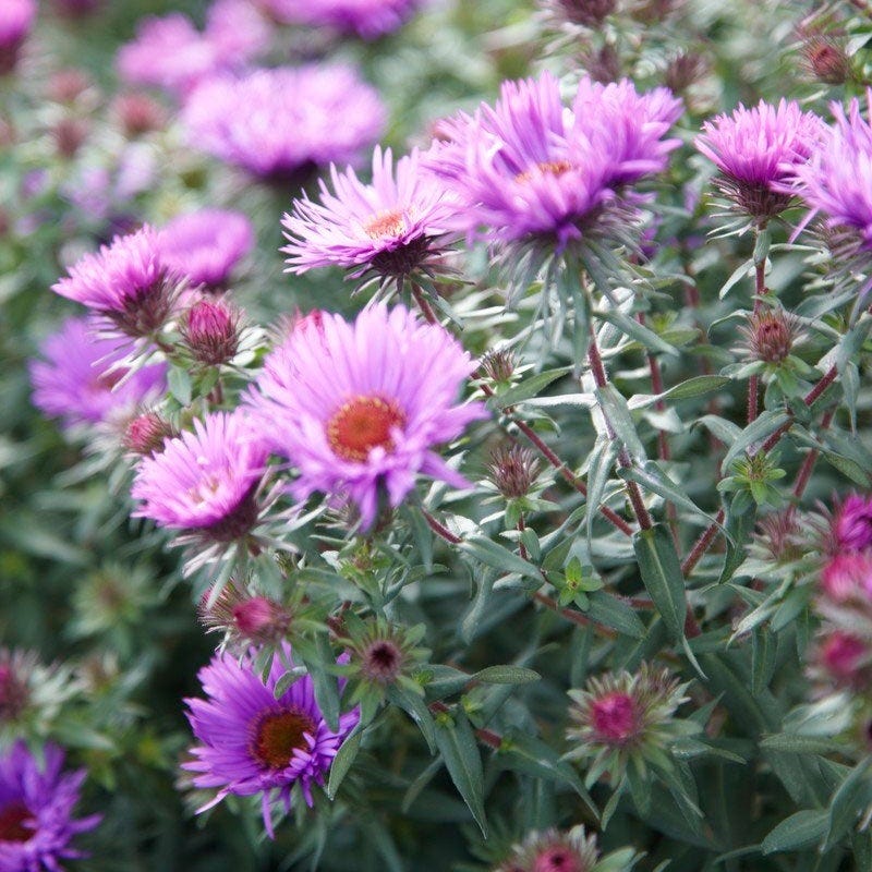 Purple Dome New England Aster