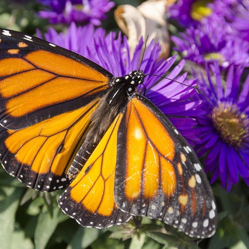 Purple Dome New England Aster