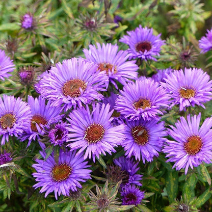 Purple Dome New England Aster