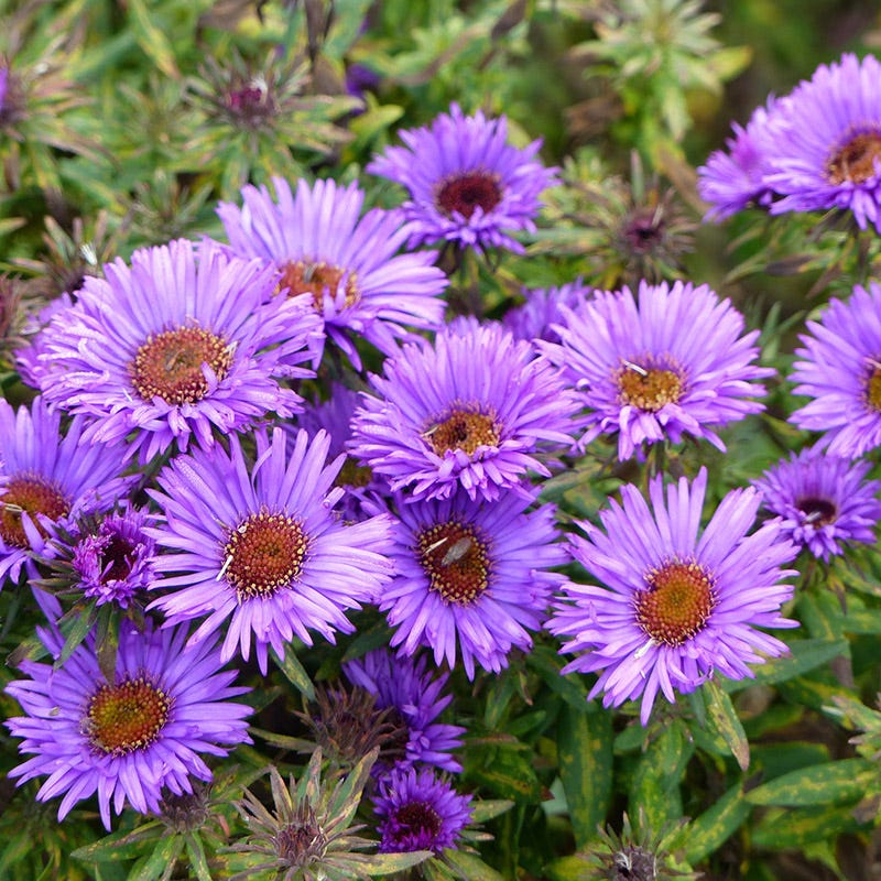 Easy Care Pre-Planned Garden