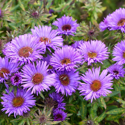 Easy Care Pre-Planned Garden